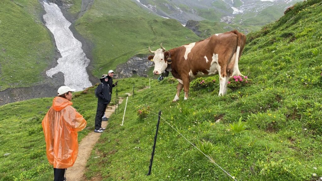 The beautiful cows provide the milk for alpine cheese - Only milk from alpine cows can be called Alpine Cheese.
